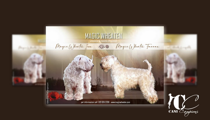 Magic Wheaten Irish Soft Coated Wheaten Terrier
