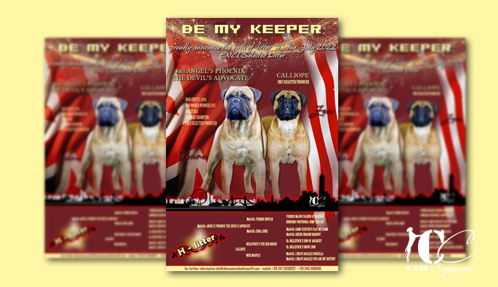 Be My Keeper Bullmastiff