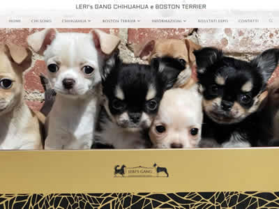 Allevamento Leri's Gang Chihuahua e Boston Terrier