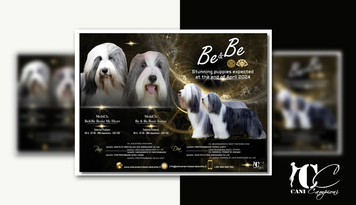 Be&Be Bearded Collie