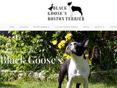 Black Goose's Boston Terrier